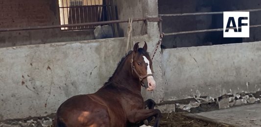FGE investiga caso de maltrato animal en Cuauhtémoc; caballo ya recibe atención veterinaria