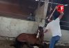 Gobierno de Cuauhtémoc presentará denuncia ante Fiscalía por presunto maltrato animal contra un caballo