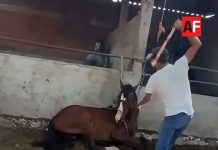 Gobierno de Cuauhtémoc presentará denuncia ante Fiscalía por presunto maltrato animal contra un caballo