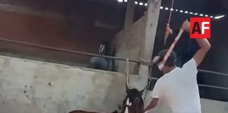 Gobierno de Cuauhtémoc presentará denuncia ante Fiscalía por presunto maltrato animal contra un caballo