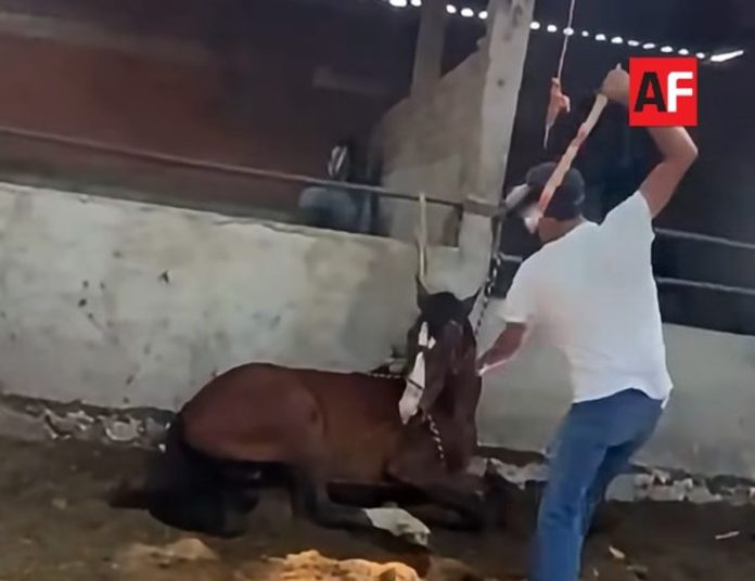 caballo-trapiche2