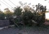 Caída de árbol provoca cierre de vialidad y afectaciones eléctricas en Nogueras, Comala