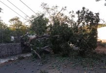 Caída de árbol provoca cierre de vialidad y afectaciones eléctricas en Nogueras, Comala