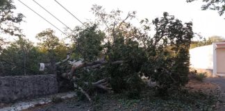 Caída de árbol provoca cierre de vialidad y afectaciones eléctricas en Nogueras, Comala
