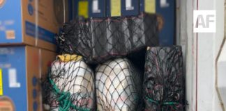 Aseguran posible cocaína en puerto de Manzanillo; Gabinete de Seguridad reporta operativos en 10 estados