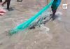Cocodrilo queda atrapado en tarraya en La Manzanilla, Jalisco
