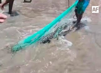 Cocodrilo queda atrapado en tarraya en La Manzanilla, Jalisco