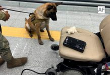 Aseguran más de 8 kilos de cocaína ocultos en una silla de ruedas en el AICM