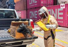 Localizan y reubican enjambre de abejas dentro de TEC I, en Manzanillo