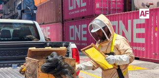 Localizan y reubican enjambre de abejas dentro de TEC I, en Manzanillo