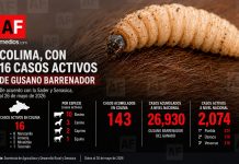 Colima mantiene 16 casos activos de gusano barrenador; Manzanillo concentra la mitad; a nivel nacional hay 2 mil 74