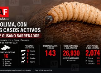 Colima mantiene 16 casos activos de gusano barrenador; Manzanillo concentra la mitad; a nivel nacional hay 2 mil 74