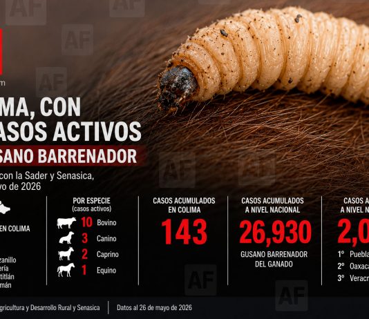 Colima mantiene 16 casos activos de gusano barrenador; Manzanillo concentra la mitad; a nivel nacional hay 2 mil 74