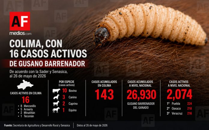 gusano-barrenador-casos-26-mayo-2026