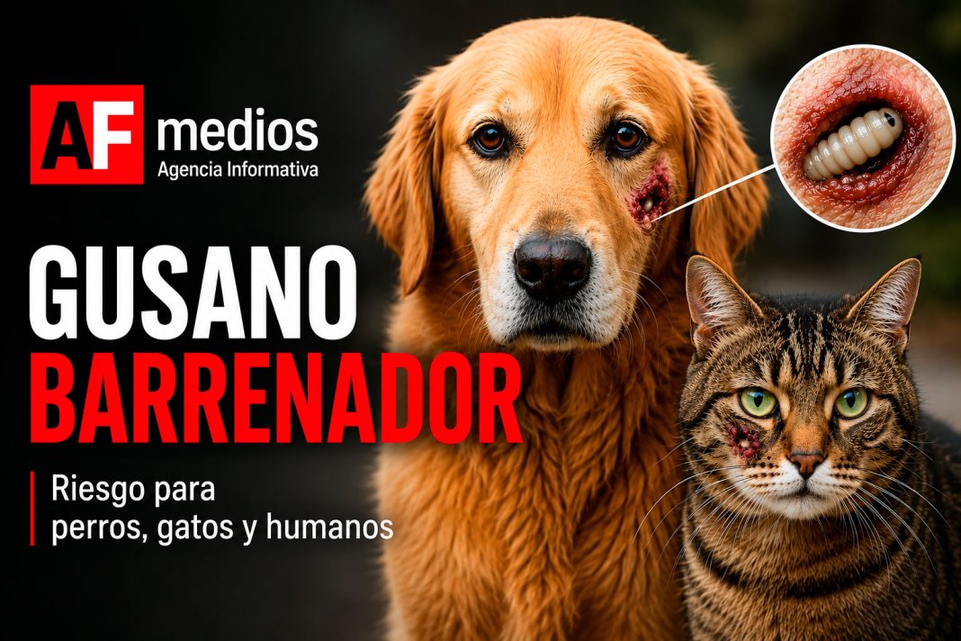 gusano-barrenador-riesgo-para-perros-y-gatos