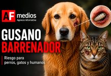 ¿Sabes qué es el gusano barrenador y cómo puede afectar a perros y gatos?