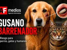 ¿Sabes qué es el gusano barrenador y cómo puede afectar a perros y gatos?