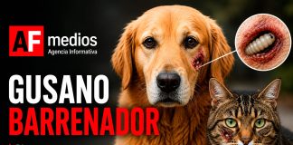 ¿Sabes qué es el gusano barrenador y cómo puede afectar a perros y gatos?