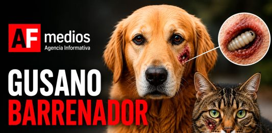¿Sabes qué es el gusano barrenador y cómo puede afectar a perros y gatos?