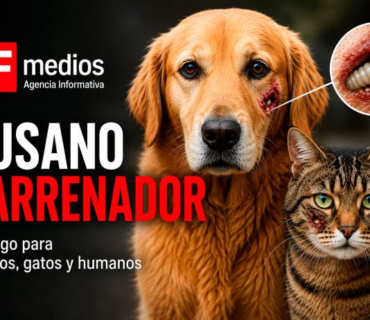 ¿Sabes qué es el gusano barrenador y cómo puede afectar a perros y gatos?