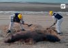 Marina atiende reporte por hallazgo de lobo marino sin vida en San Felipe, BC