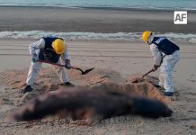 Marina atiende reporte por hallazgo de lobo marino sin vida en San Felipe, BC