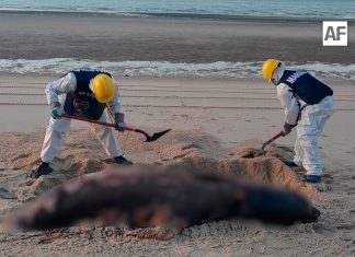 Marina atiende reporte por hallazgo de lobo marino sin vida en San Felipe, BC