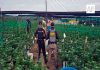 Aseguran plantío con más de mil 400 plantas de marihuana en Tequila, Jalisco