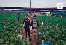 Aseguran plantío con más de mil 400 plantas de marihuana en Tequila, Jalisco