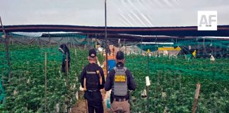 Aseguran plantío con más de mil 400 plantas de marihuana en Tequila, Jalisco