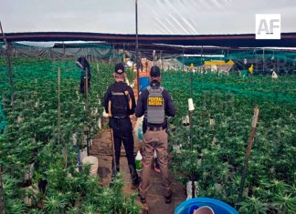 Aseguran plantío con más de mil 400 plantas de marihuana en Tequila, Jalisco