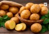 Papa, un alimento esencial que fortalece la seguridad alimentaria y la cocina mexicana