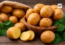 Papa, un alimento esencial que fortalece la seguridad alimentaria y la cocina mexicana