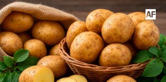 Papa, un alimento esencial que fortalece la seguridad alimentaria y la cocina mexicana
