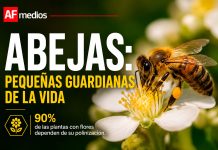 Abejas: las pequeñas guardianas de la vida que sostienen la alimentación y la biodiversidad del planeta