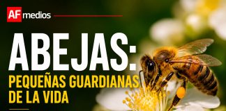 Abejas: las pequeñas guardianas de la vida que sostienen la alimentación y la biodiversidad del planeta