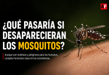 ¿Qué pasaría si desaparecieran los mosquitos? Expertos advierten impactos en ecosistemas y cadenas alimenticias