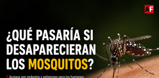 ¿Qué pasaría si desaparecieran los mosquitos? Expertos advierten impactos en ecosistemas y cadenas alimenticias
