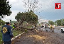 Cuerpos de emergencia atienden 76 incidentes por tormenta y viento en Colima, Villa de Álvarez y Cuauhtémoc