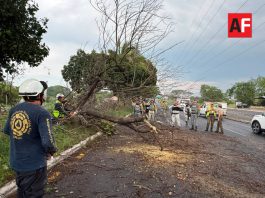 Cuerpos de emergencia atienden 76 incidentes por tormenta y viento en Colima, Villa de Álvarez y Cuauhtémoc