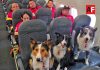 Equipo USAR de Cruz Roja Mexicana viaja a Venezuela para apoyar tras los sismos