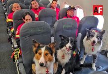 Equipo USAR de Cruz Roja Mexicana viaja a Venezuela para apoyar tras los sismos