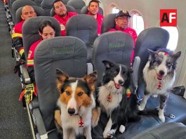Equipo USAR de Cruz Roja Mexicana viaja a Venezuela para apoyar tras los sismos