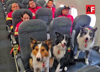 Equipo USAR de Cruz Roja Mexicana viaja a Venezuela para apoyar tras los sismos