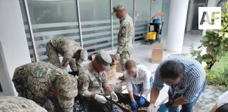 Detienen en Colima a hombre que transportaba más de 11 mil huevos de tortuga marina