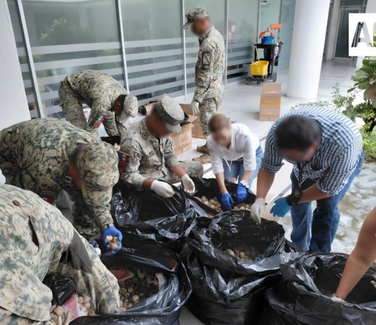 Detienen en Colima a hombre que transportaba más de 11 mil huevos de tortuga marina
