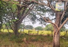 Localizan restos humanos de un hombre en carretera hacia Ocotillo, en Cuauhtémoc