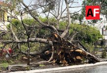 Lluvia y ventarrón derriba árboles y un poste en Colima y Villa de Álvarez; no reportan personas lesionadas