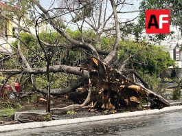 Lluvia y ventarrón derriba árboles y un poste en Colima y Villa de Álvarez; no reportan personas lesionadas