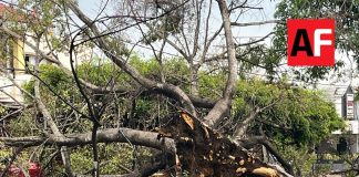 Lluvia y ventarrón derriba árboles y un poste en Colima y Villa de Álvarez; no reportan personas lesionadas